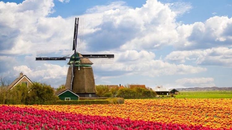 30 интересных фактов о Нидерландах