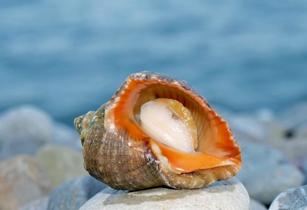 30 самых популярных деликатесов из морских глубин