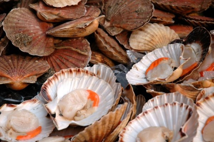 30 самых популярных деликатесов из морских глубин