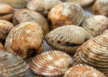 30 самых популярных деликатесов из морских глубин