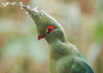 Bananoyed_Livingstona