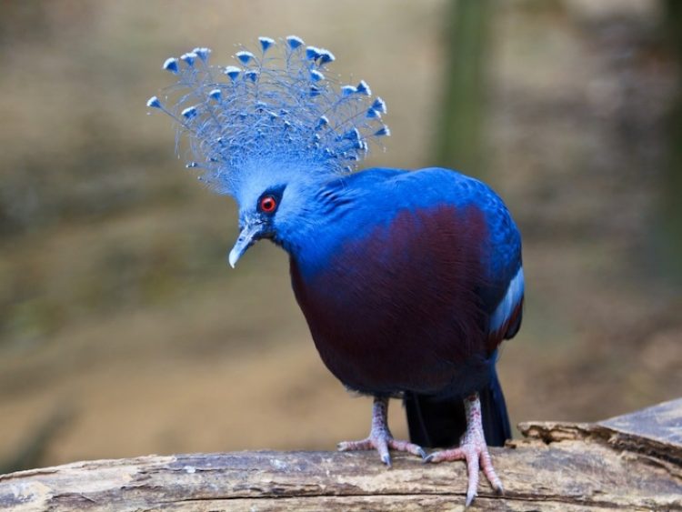 Птицы невиданной красоты: 35 фото