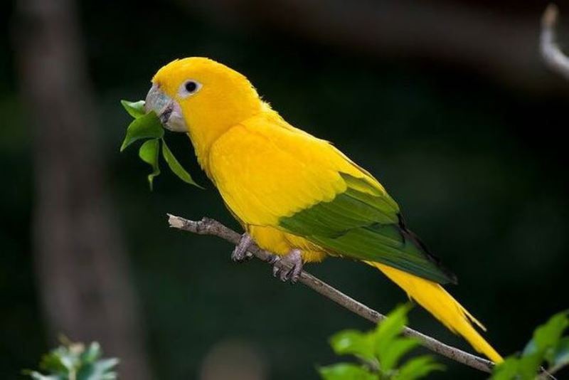 Птицы невиданной красоты: 35 фото