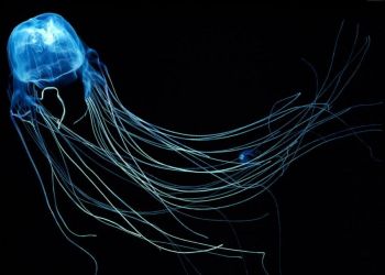 Морские чудища: 30 фото самых странных видов