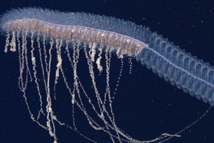 Морские чудища: 30 фото самых странных видов