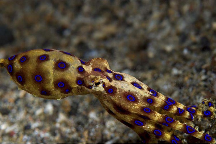 Морские чудища: 30 фото самых странных видов
