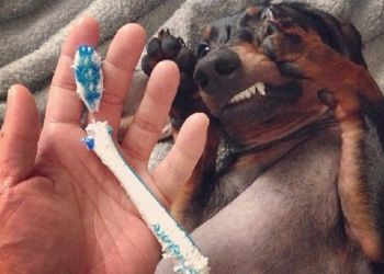 koti_i_sobaki_pakostniki