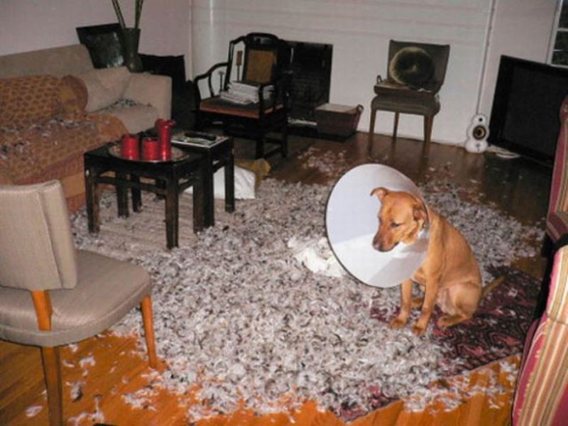 30 фото невинных пакостей котов и собак