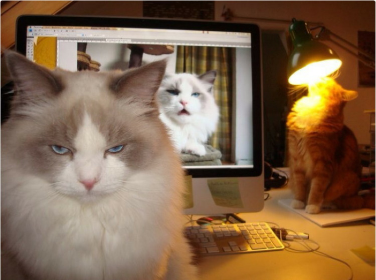 50 самых смешных кошек Интернета