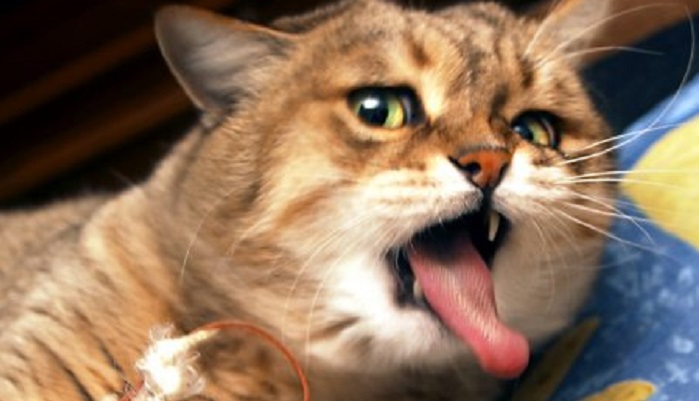 50 самых смешных кошек Интернета
