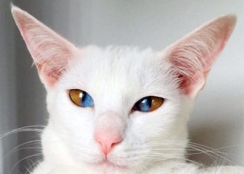 Увлекательные фото, которые захочется разглядывать вечно