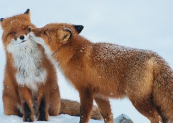 lisicy_vibiraut_paru_na_vsu_zizn