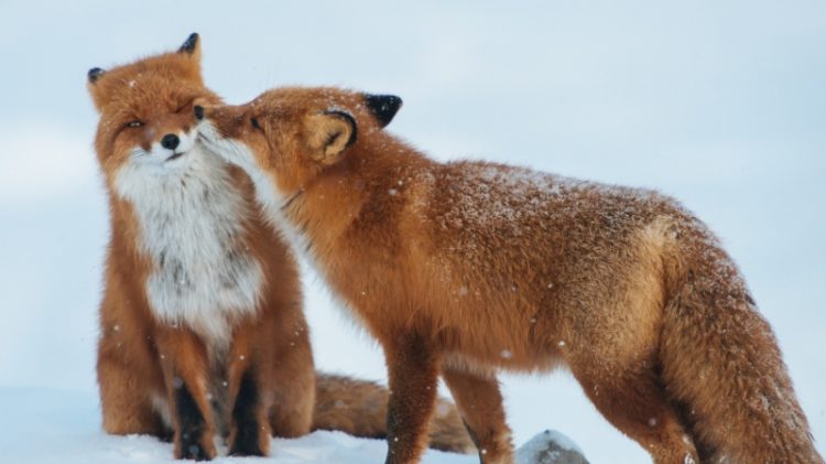 Самые романтичные животные, у которых любовь единственная и на всю жизнь: 25 фото