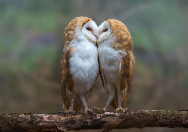 Самые романтичные животные, у которых любовь единственная и на всю жизнь: 25 фото