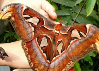 Факты о животных, о которых вы не знали: 30 фото