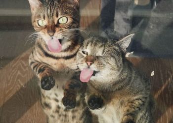 zhivotnyye_za_steklom